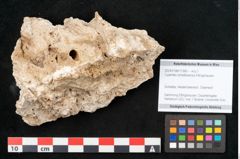 Foto (Objekt + Etikett) von Cyperites scheibbsensis Ettingshausen (NHMW-GEO-2024-0188-11360)